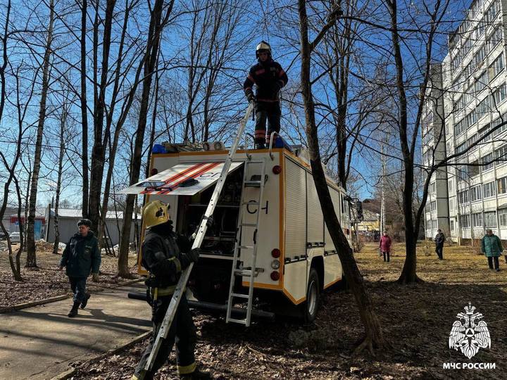«Важна каждая жизнь»: в Твери спасатели помогли застрявшему на дереве котику Новости Твери 