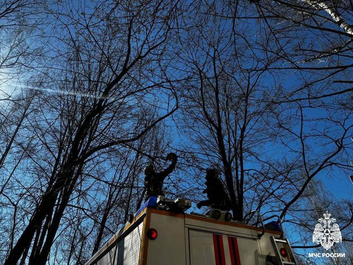 «Важна каждая жизнь»: в Твери спасатели помогли застрявшему на дереве котику Новости Твери 