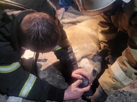 В Удомле Тверской области пожарные вывели людей из огня и откачали пострадавшую собаку Новости Твери 