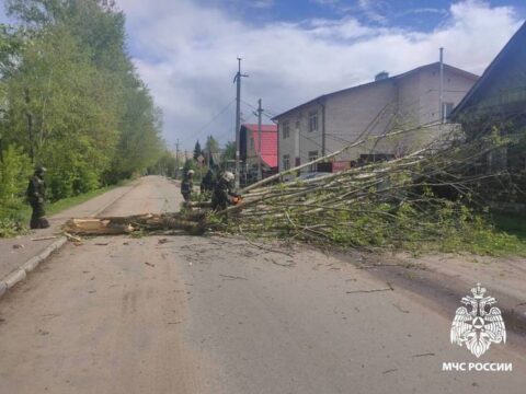 Из-за непогоды в Твери на дорогу рухнуло дерево Новости Твери 