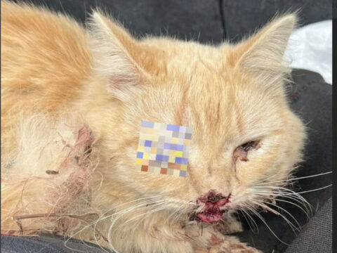 В Твери зооволонтеры спасают ослепшего кота, которого нашли в кустах с ужасными травмами Новости Твери 